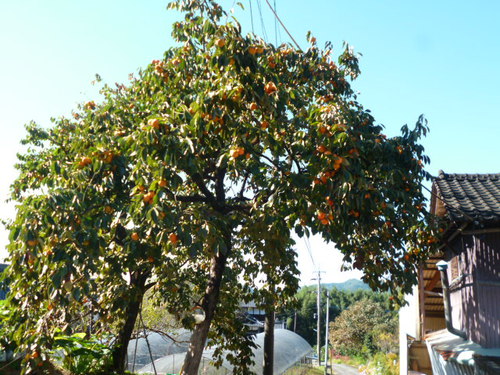 紅葉の下見