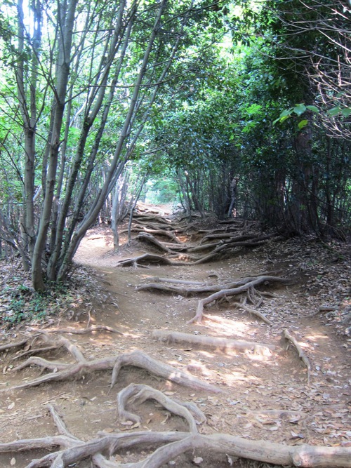 高尾山を稲荷ぃーで一丁平まで。