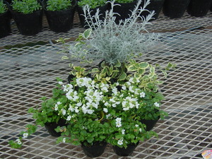 寄せ植え