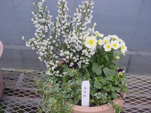 寄せ植え