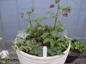 寄せ植えＰａｒｔ３