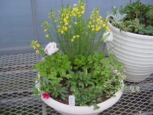 寄せ植えＰａｒｔ３