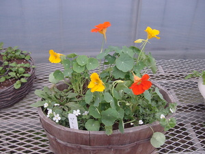 寄せ植え