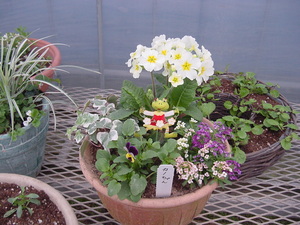 寄せ植えＰａｒｔ２