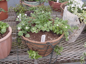 寄せ植えＰａｒｔ２