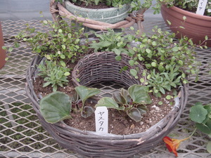 寄せ植えＰａｒｔ３