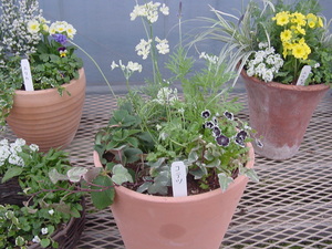 寄せ植えＰａｒｔ２