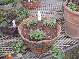寄せ植えＰａｒｔ３