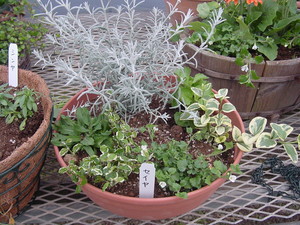寄せ植えＰａｒｔ３