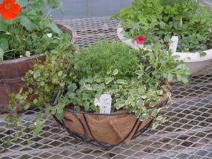 寄せ植え