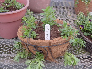 寄せ植えＰａｒｔ３