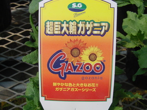 ガザニア