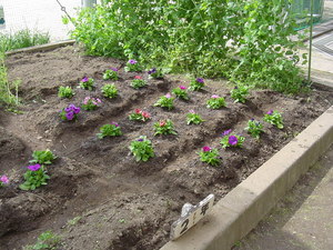 本荘小に花を
