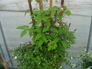 寄せ植え～最終章～