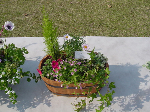 寄せ植え☆ズラリ①