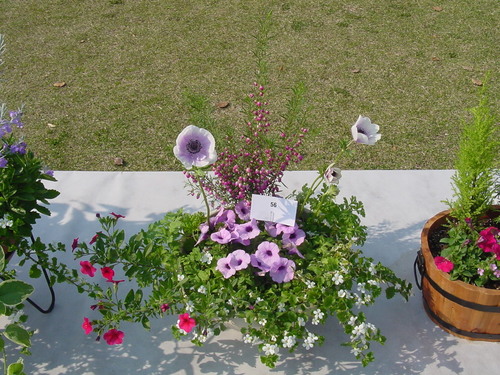 寄せ植え☆ズラリ①