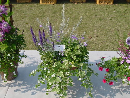 寄せ植え☆ズラリ①