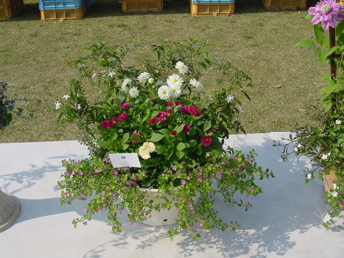寄せ植え☆ズラリ②