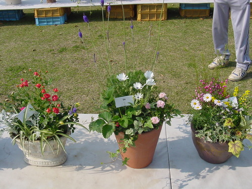 寄せ植え☆ズラリ①