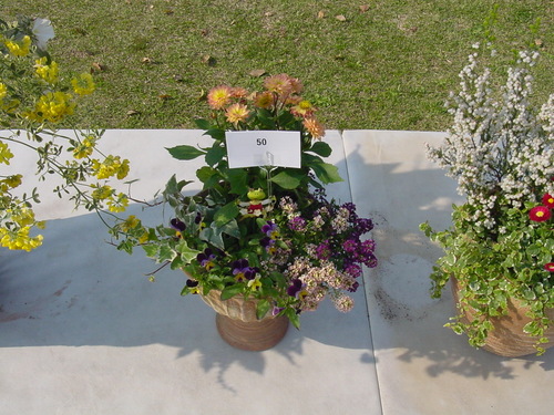 寄せ植え☆ズラリ①