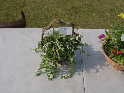寄せ植え☆ズラリ①