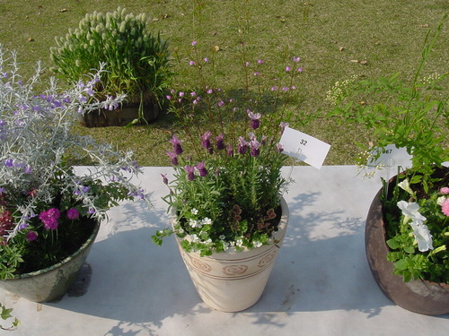 寄せ植え☆ズラリ②