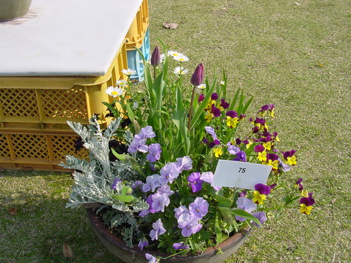 寄せ植え☆ズラリ②
