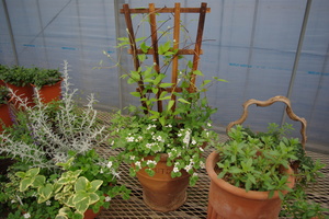 寄せ植えその後