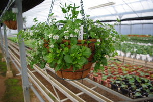 寄せ植えその後