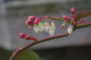 ブルーベリーの花