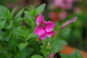 2週間で開花