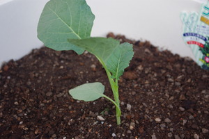 野菜×２