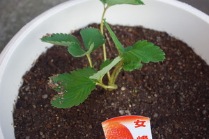 野菜×２