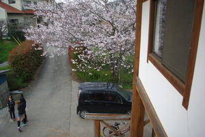桜の木下で