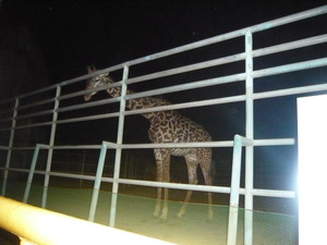 連日のZoo