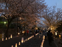本妙寺桜灯籠　令和5年3月２５日（土）夕刻より