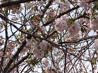 桜　山鹿ガス