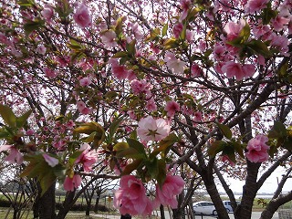 桜　山鹿ガス