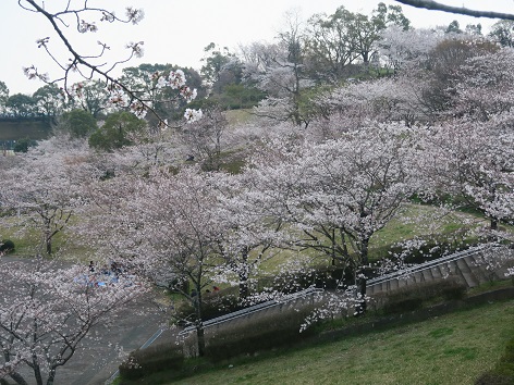 私イチオシ桜の名所【菊池公園】