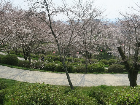 私イチオシ桜の名所【菊池公園】