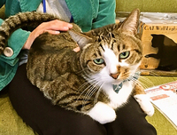 【Select SHOP nёco】さんの猫雑貨は、ニャンてカワイぃ～の♪ฅ(๑'Δ'๑)