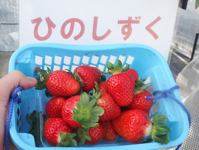 イチゴ狩り イチゴ狩り