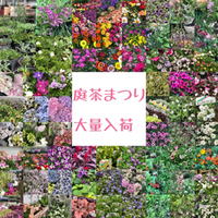 明日は、庭茶まつり‼︎ 2019/04/26 23:37:38