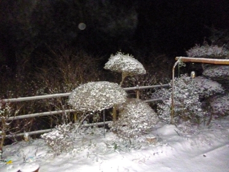 雪が積もったぁ!!