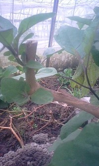 秋茄子は、嫁に食わすな！！