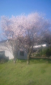 彼岸桜満開です！！