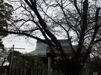 開花！