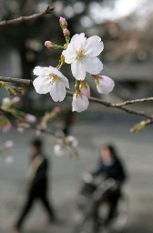 速報！【開花しました】