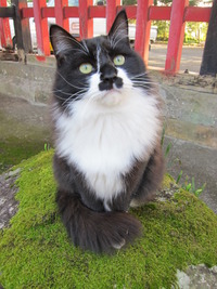品格のある猫。