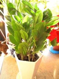 プラスチックで出来ていると思うような観葉植物